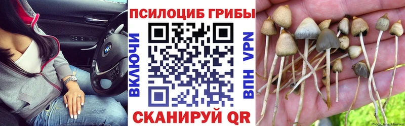 Купить где  Донской  Псилоцибиновые грибы Cubensis 